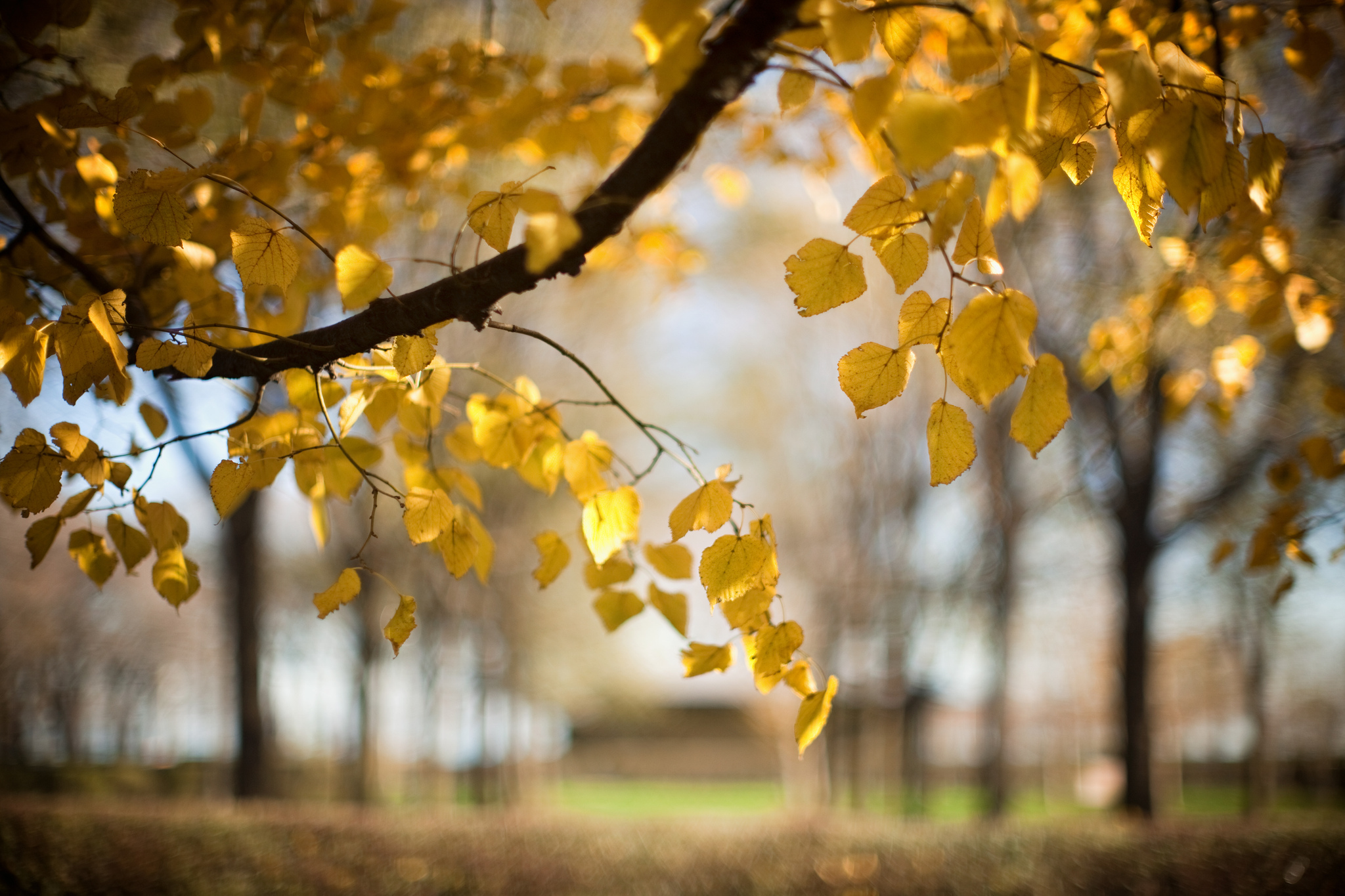 tree-branch-leaves-autumn-blur-nature