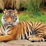 anupgill4h