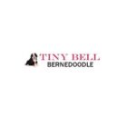 Tiny Bell Bernedoodle